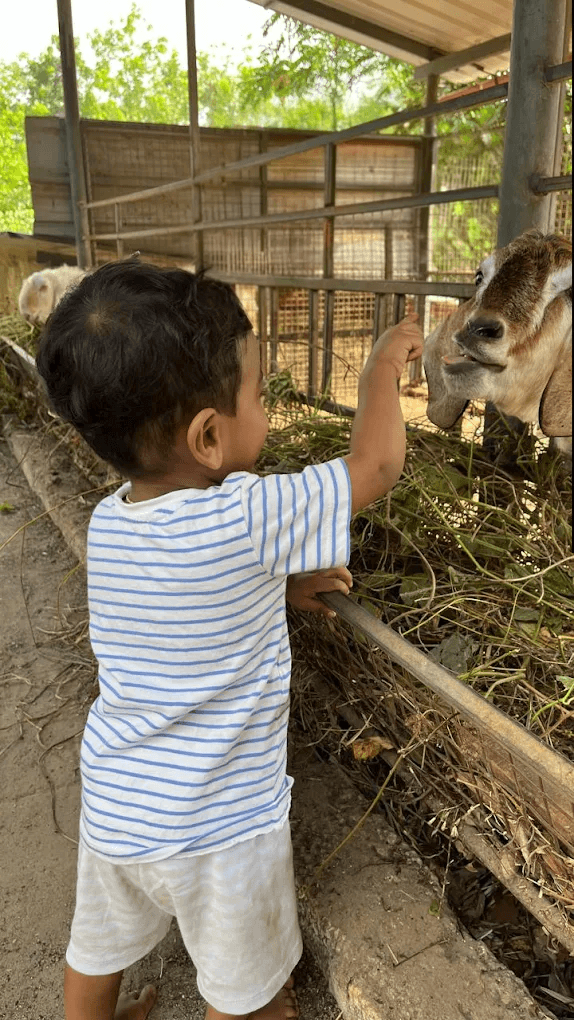 Child feeding a goat at the farm